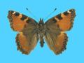 Aglias urticae ab. pseudichnusa X-X-1871 Bocking, UK (Internet Image property of respective owner, non-commercial use only)